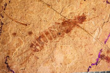 Media type: image;   Entomology PALE-457